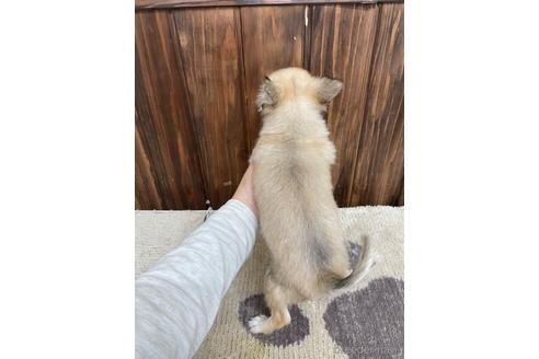 成約済の愛知県のチワワ(ロングコート)-172605の2枚目