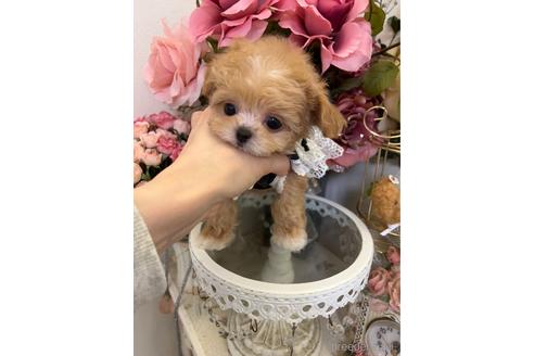 成約済の広島県のミックス犬-169503の2枚目