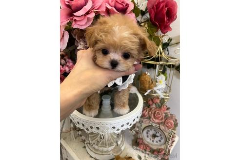 成約済の広島県のミックス犬-169503の3枚目