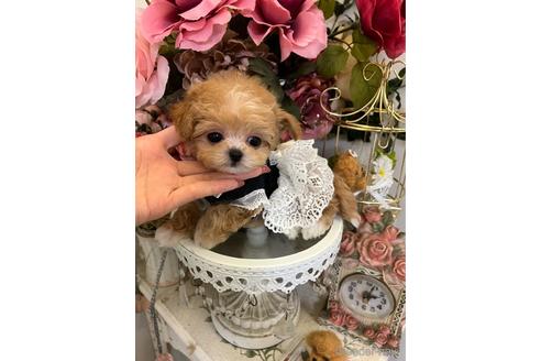 成約済の広島県のミックス犬-169503の4枚目