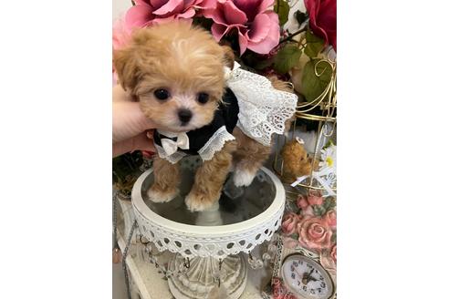 成約済の広島県のミックス犬-169503の5枚目