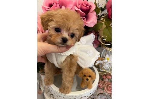 成約済の広島県のミックス犬-169502の5枚目