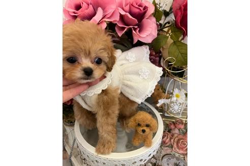 成約済の広島県のミックス犬-169502の7枚目