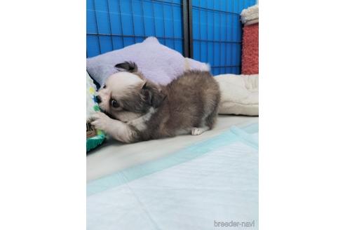 成約済の兵庫県のチワワ(ロングコート)-172613の11枚目