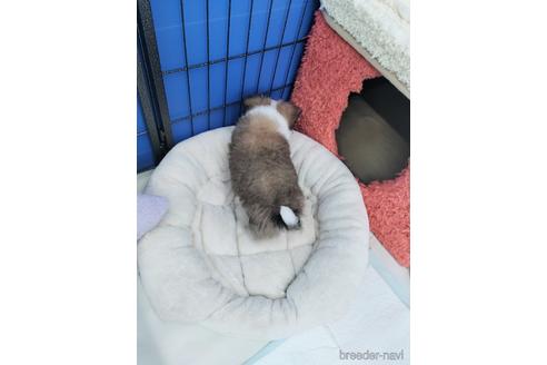 成約済の兵庫県のチワワ(ロングコート)-172613の17枚目