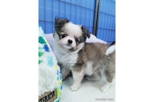 成約済の兵庫県のチワワ(ロングコート)-172613