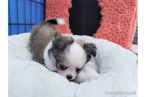 成約済の兵庫県のチワワ(ロングコート)-172613の14枚目