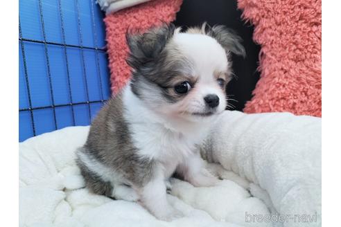 成約済の兵庫県のチワワ(ロングコート)-172613の13枚目