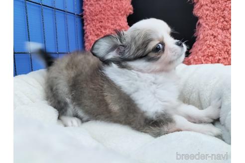 成約済の兵庫県のチワワ(ロングコート)-172613の12枚目