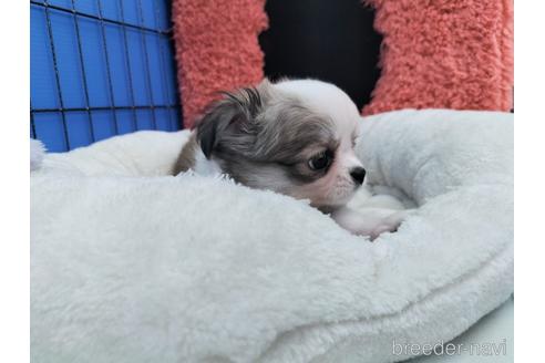 成約済の兵庫県のチワワ(ロングコート)-172613の2枚目