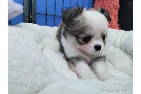 成約済の兵庫県のチワワ(ロングコート)-172613の10枚目