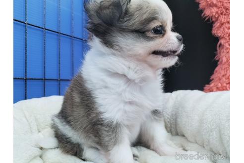 成約済の兵庫県のチワワ(ロングコート)-172613の9枚目