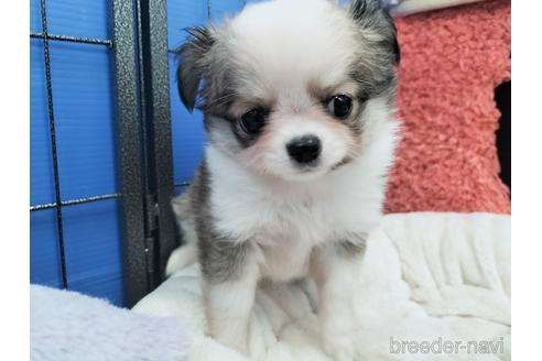 成約済の兵庫県のチワワ(ロングコート)-172613の8枚目