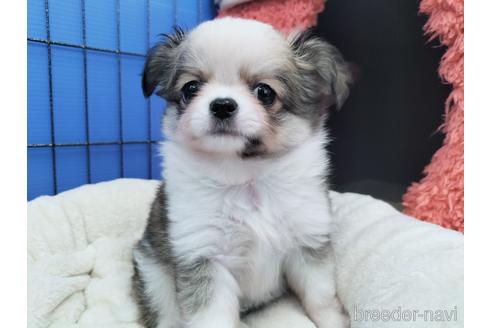 成約済の兵庫県のチワワ(ロングコート)-172613の6枚目