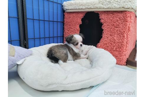 成約済の兵庫県のチワワ(ロングコート)-172613の4枚目