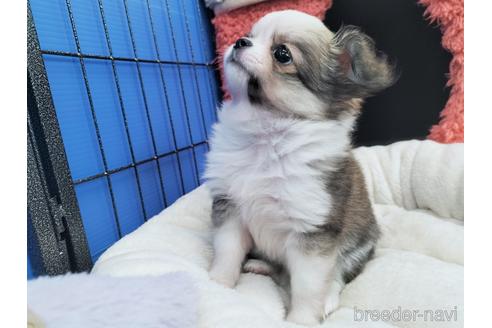 成約済の兵庫県のチワワ(ロングコート)-172613の3枚目