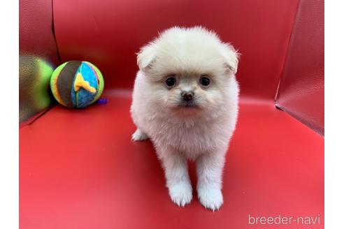東京都のミックス犬 男の子 22 02 11生まれ クリーム 子犬id ブリーダーナビ