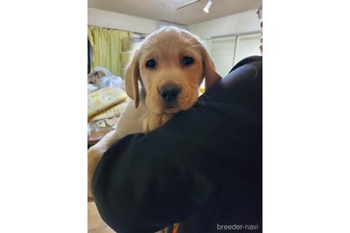 成約済の茨城県のラブラドールレトリーバー-172665の1枚目