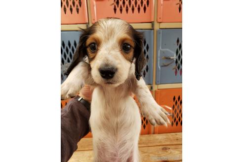 大阪府のミニチュアダックスフンド ロングヘアード 男の子 22 02 02生まれ パイボールド 子犬id ブリーダーナビ