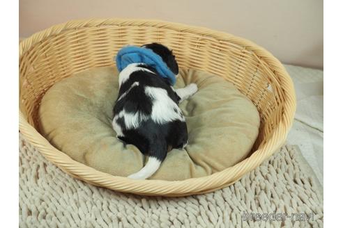 成約済の埼玉県のキャバリアキングチャールズスパニエル-172675の3枚目
