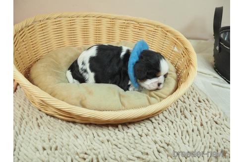 成約済の埼玉県のキャバリアキングチャールズスパニエル-172675の4枚目