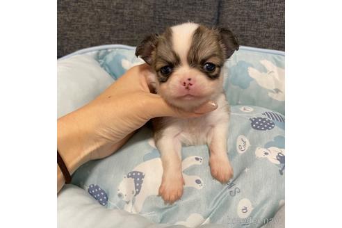 成約済の香川県のチワワ(ロングコート)-172682の11枚目