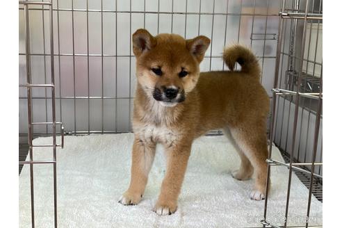 成約済の岡山県の柴犬-172693の2枚目