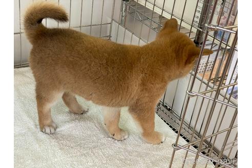 成約済の岡山県の柴犬-172693の4枚目