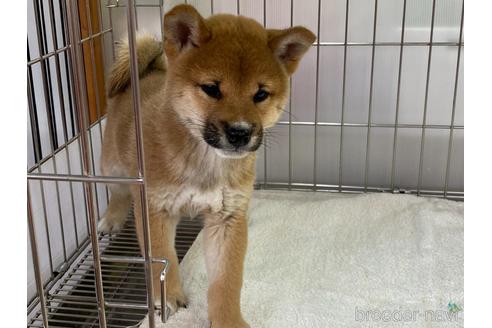 成約済の岡山県の柴犬-172693の3枚目