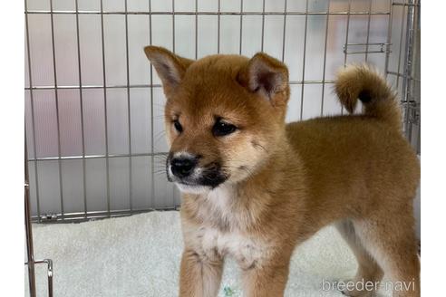 成約済の岡山県の柴犬-172693の5枚目