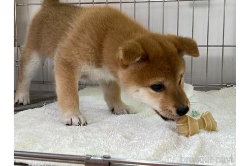成約済の岡山県の柴犬-172694の5枚目