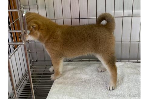 成約済の岡山県の柴犬-172694の2枚目