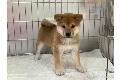 成約済の岡山県の柴犬-172694の3枚目