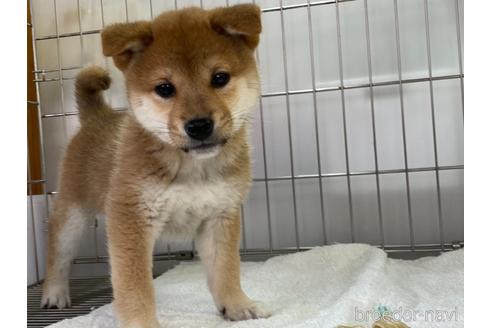 成約済の岡山県の柴犬-172694の1枚目