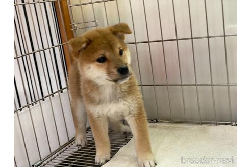 成約済の岡山県の柴犬-172694の4枚目