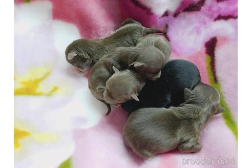 成約済の茨城県のチワワ(ロングコート)-172725の2枚目