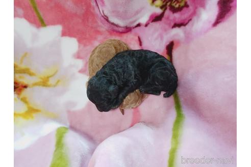 成約済の茨城県のトイプードル-172727の3枚目