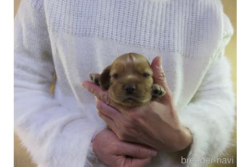 成約済の愛知県のアメリカンコッカースパニエル-172729の13枚目