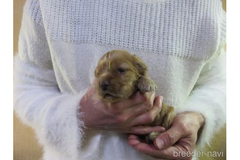 成約済の愛知県のアメリカンコッカースパニエル-172729の12枚目