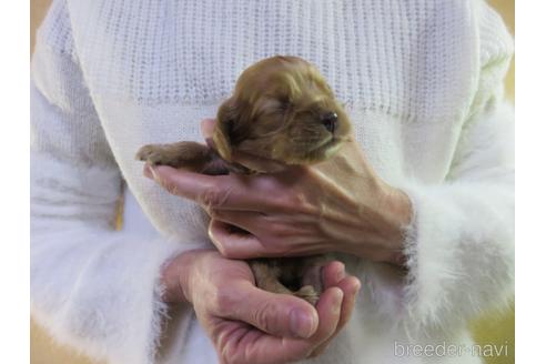 成約済の愛知県のアメリカンコッカースパニエル-172730の27枚目