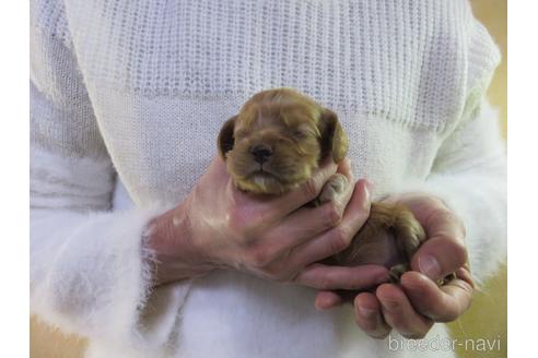 成約済の愛知県のアメリカンコッカースパニエル-172730の25枚目