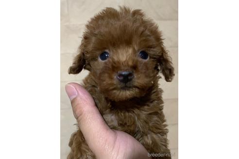 成約済の静岡県のタイニープードル-172732の1枚目