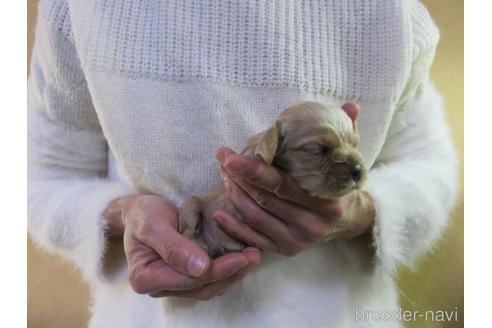 成約済の愛知県のアメリカンコッカースパニエル-172733の7枚目