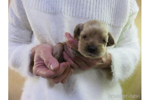 成約済の愛知県のアメリカンコッカースパニエル-172733の6枚目