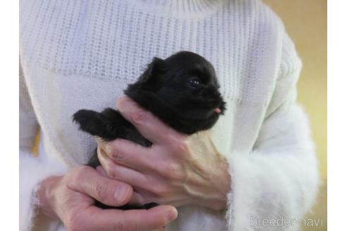 成約済の愛知県のペキニーズ-172736の4枚目