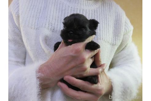 成約済の愛知県のペキニーズ-172736の3枚目