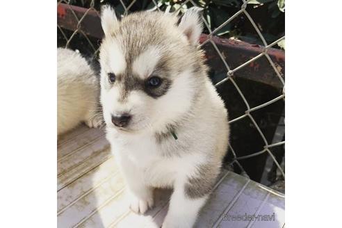 成約済の茨城県のシベリアンハスキー-172740の3枚目