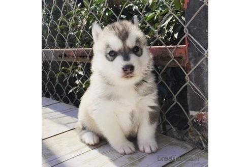 成約済の茨城県のシベリアンハスキー-172740の1枚目