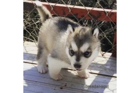 成約済の茨城県のシベリアンハスキー-172740の2枚目