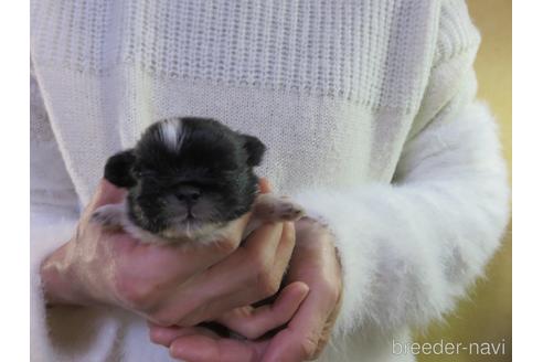 成約済の愛知県のペキニーズ-172749の7枚目